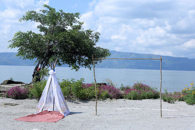 Plant on beach against sky