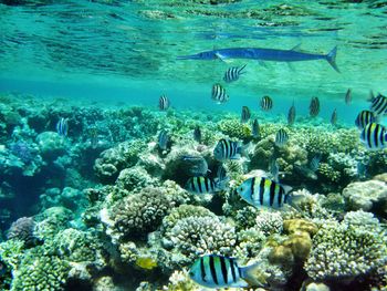 Fish swimming in sea