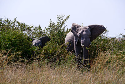 Elephants on field