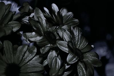 Close-up of flowers blooming outdoors