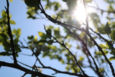 Low angle view of branches against sky on sunny day