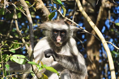 Close-up of monkey on tree branch