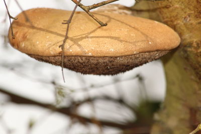 Close-up of winter hanging on wood