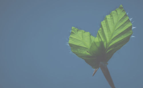 Low angle view of plant against clear sky