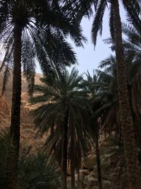 Low angle view of palm trees against sky