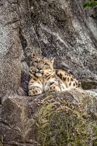 Cat lying on a rock