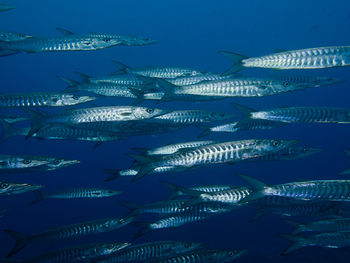 Close-up of fishes swimming in sea