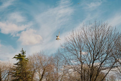 Low angle view of bird flying against sky