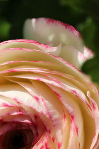 Close-up of pink rose flower