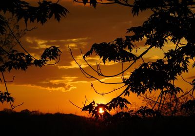 Silhouette tree against orange sky