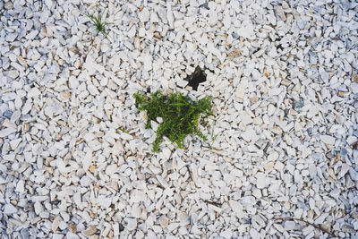 High angle view of plant growing on pebbles