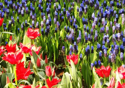 Close-up of red tulips blooming on field