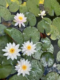 Lotus water lily amidst leaves in pond