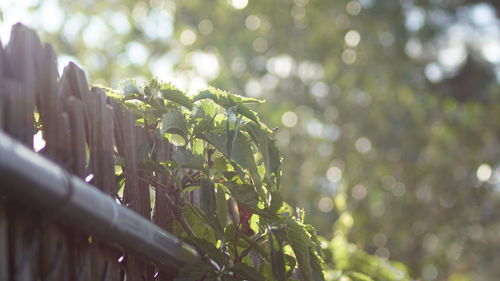 Close-up of fresh plant