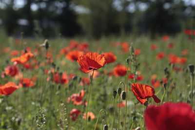 Close-up of red poppy flowers on field