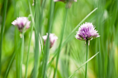 Close-up of allium blooming outdoors