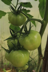 Close-up of fruit growing on plant