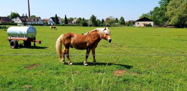 Horses in a field