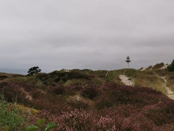 Plants growing on field against sky