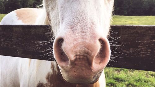 Close-up of horse