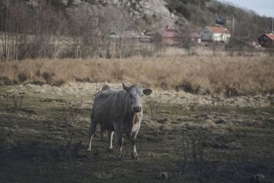 Cow standing in a field