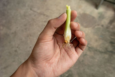 High angle view of hand holding bread