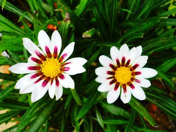 Close-up of flowers blooming outdoors