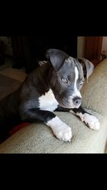 Close-up of dog relaxing at home