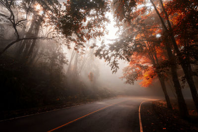 Road amidst trees in forest during autumn