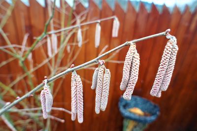 Close-up of dry leaf hanging on plant