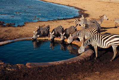 Zebra standing at beach