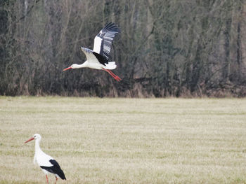 Bird flying over a field