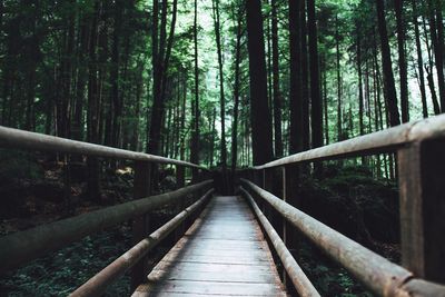 View of footbridge in forest