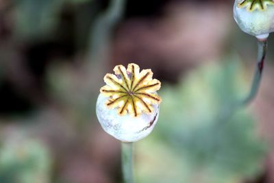 Close-up of flowering plant