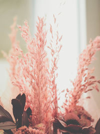 Close-up of pink flowers at home