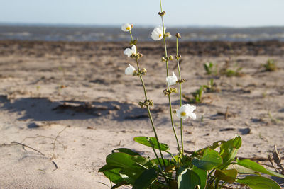 Close-up of flowering plant