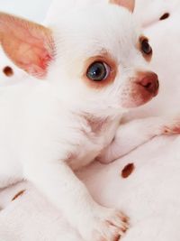 Close-up portrait of puppy