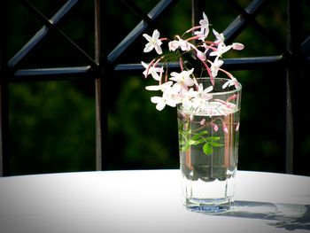 Close-up of flowers in vase