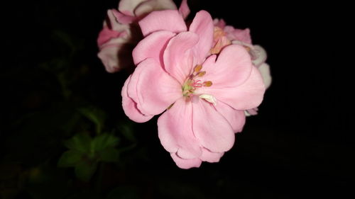 Close-up of pink flower blooming against black background