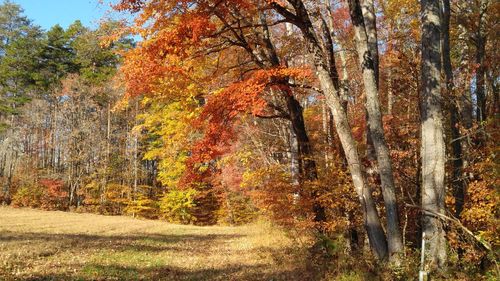 View of tree in forest