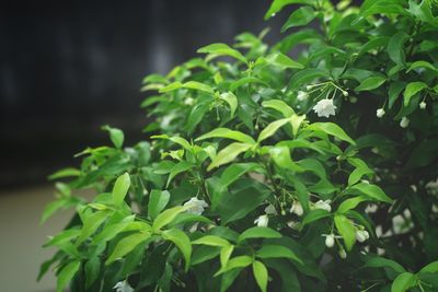 Close-up of fresh green plant