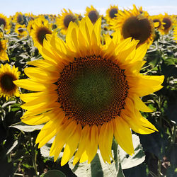 Close-up of yellow sunflower