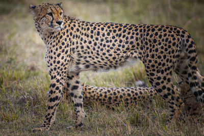 Cheetah relaxing on field