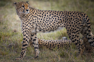 View of a cat on field