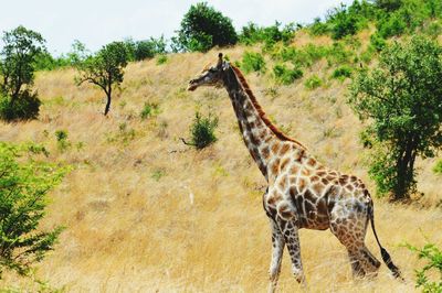 Giraffe standing on landscape against sky