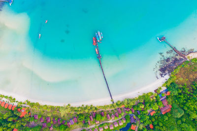 High angle view of flowering plants by swimming pool