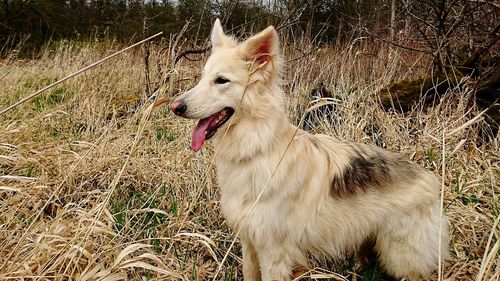 Dog standing on field