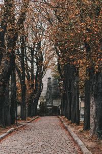 Footpath amidst trees in park during autumn