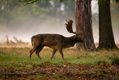 Deer in a field