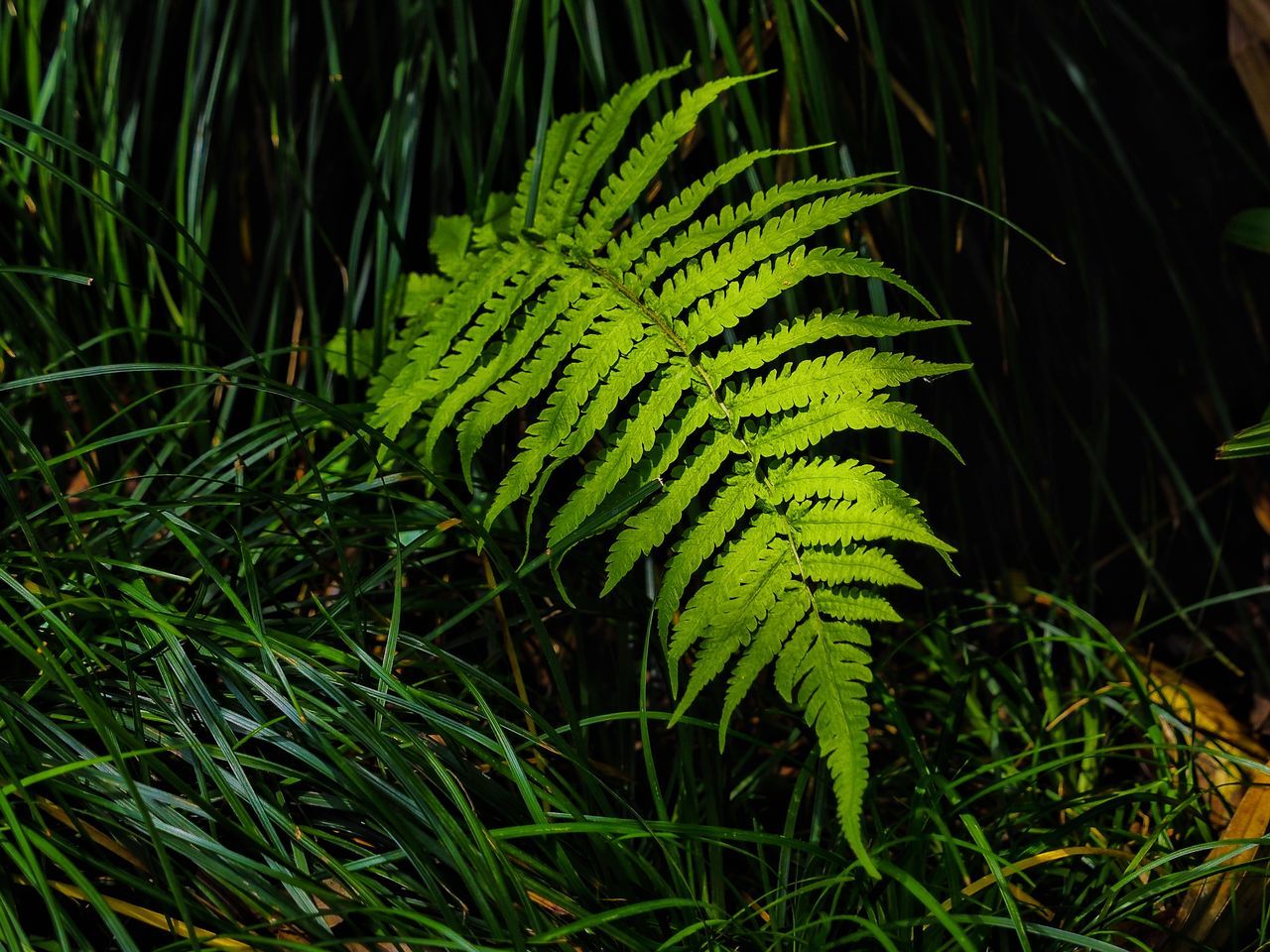 CLOSE-UP OF FERN ON FIELD